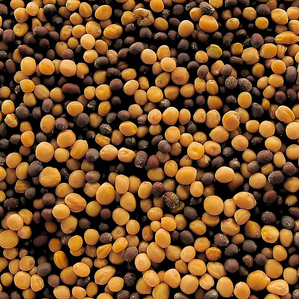 Zoom sur les graines de moutarde en vrac