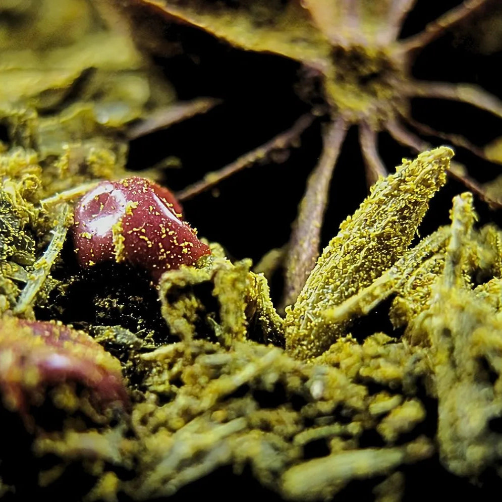 Zoom sur le mélange d'épices poisson et son anis étoilée