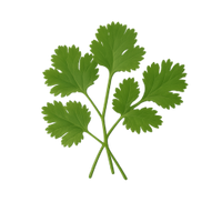 Coriandre